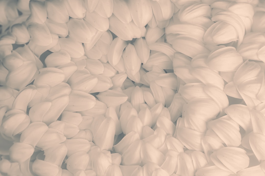 Photo Monochrome petals